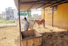 Photo of जलवायु परिवर्तन और डेयरी उत्पादकता: भारत के लिए ‘क्लाइमेट-स्मार्ट’ कदम उठाने का समय