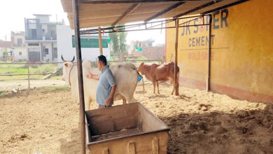 Photo of जलवायु परिवर्तन और डेयरी उत्पादकता: भारत के लिए ‘क्लाइमेट-स्मार्ट’ कदम उठाने का समय