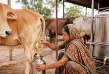 Photo of बुलंदशहर से शुरुआत: क्या ₹10 लीटर गोमूत्र बदल पाएगा उत्तर प्रदेश की ग्रामीण अर्थव्यवस्था की तस्वीर?