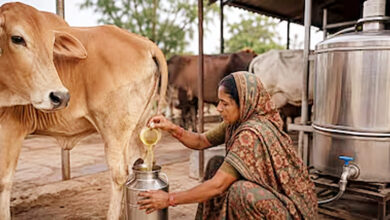 Photo of बुलंदशहर से शुरुआत: क्या ₹10 लीटर गोमूत्र बदल पाएगा उत्तर प्रदेश की ग्रामीण अर्थव्यवस्था की तस्वीर?