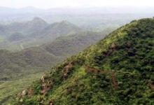 Photo of अधिक प्रजातियाँ, अधिक मजबूत वन: दो दशकों के वैज्ञानिक प्रमाण