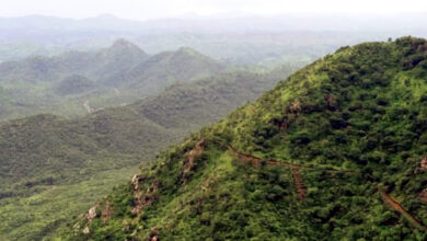 Photo of अधिक प्रजातियाँ, अधिक मजबूत वन: दो दशकों के वैज्ञानिक प्रमाण