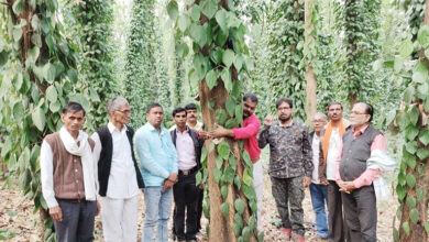 Photo of डॉक्टर राजाराम त्रिपाठी खेतों का वह शिक्षक, जिसकी पाठशाला से लाखों किसान विद्यार्थी हुए लाभान्वित