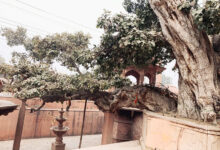 Photo of सदियों के गवाह: हमारे उम्रदराज़ पेड़