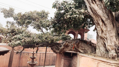 Photo of सदियों के गवाह: हमारे उम्रदराज़ पेड़